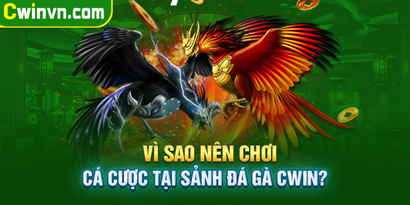 Vì sao nên chơi cá cược tại sảnh đá gà Cwin